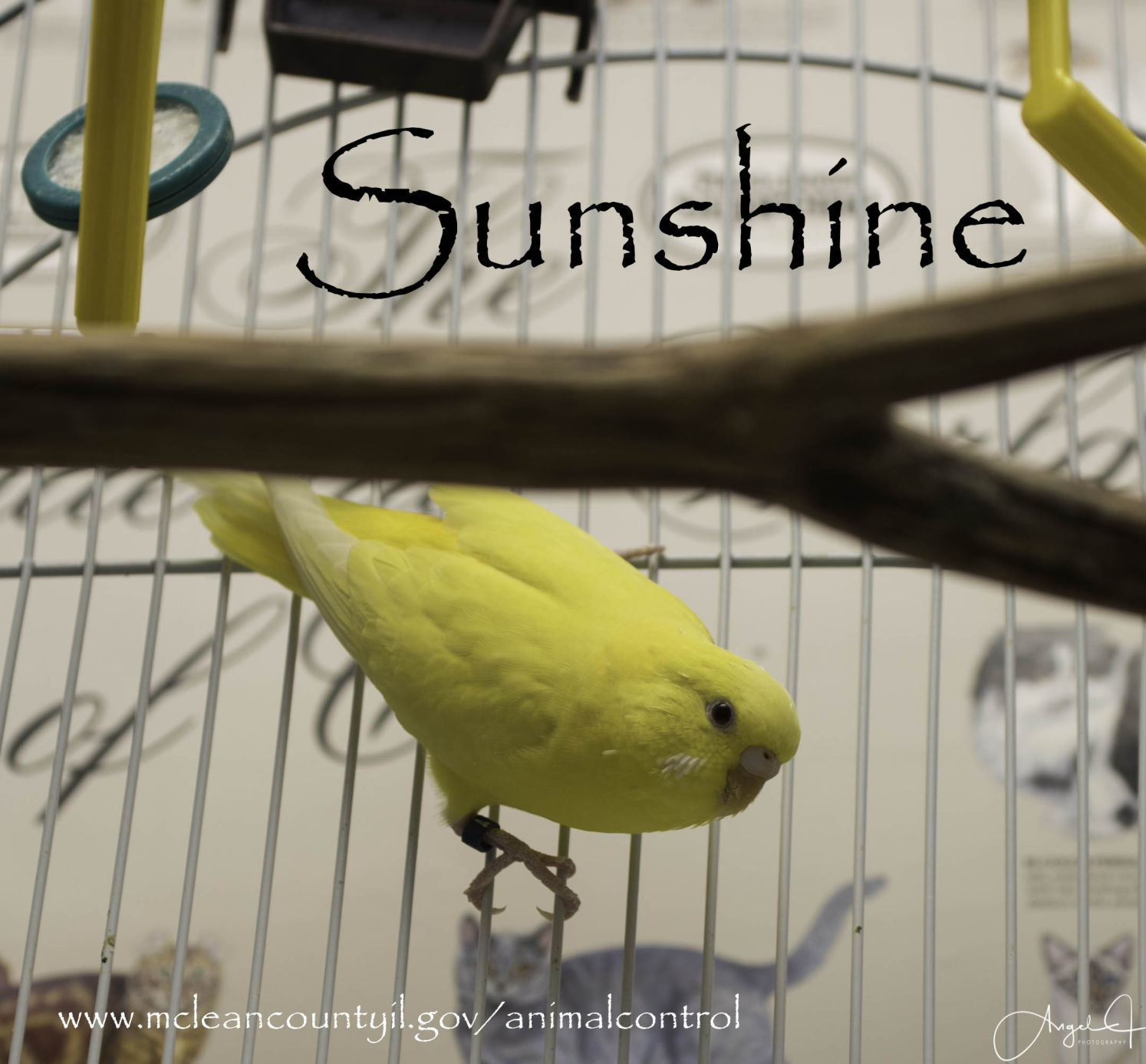 Sunshine - McLean County Animal Control